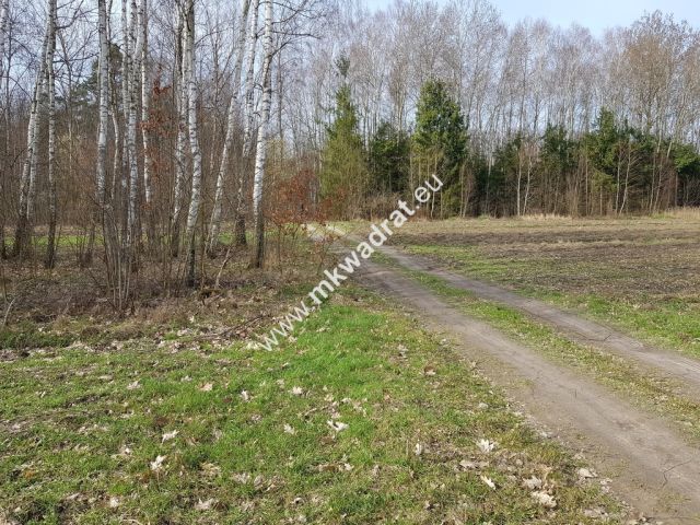 Działka leśna Borszyce. Zdjęcie 1