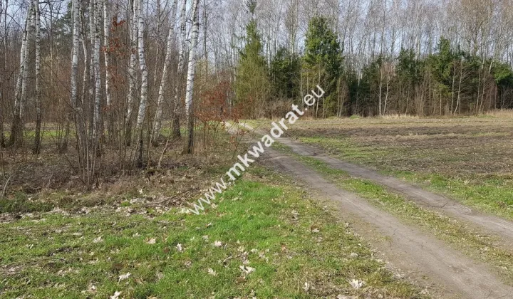 Działka leśna Borszyce