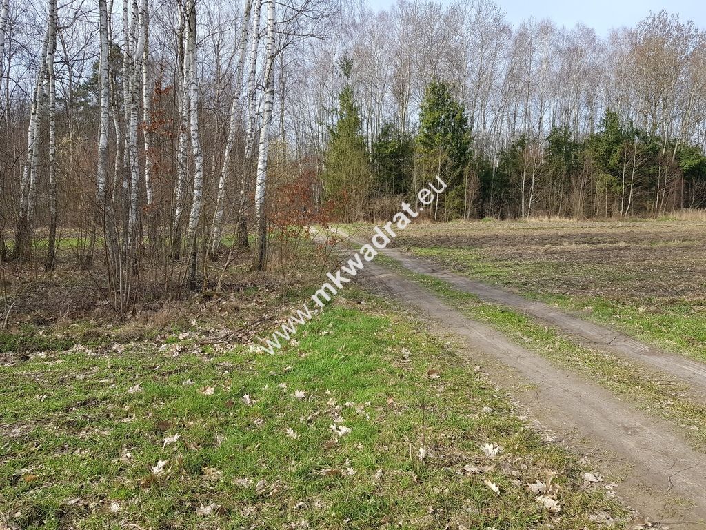 Działka leśna Borszyce. Zdjęcie 1