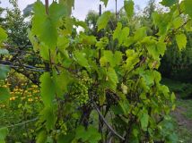 Działka rod Bydgoszcz. Zdjęcie 2