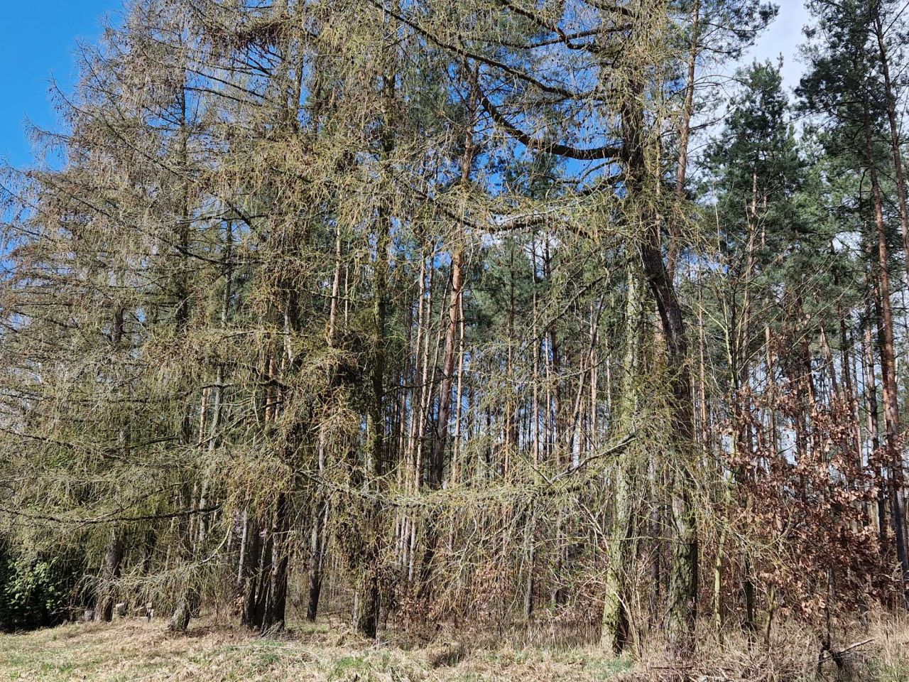 Działka siedliskowa Gzin. Zdjęcie 6