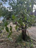 Działka rod Bielsko-Biała Hałcnów, ul. Marii i Bolesława Wysłouchów. Zdjęcie 3
