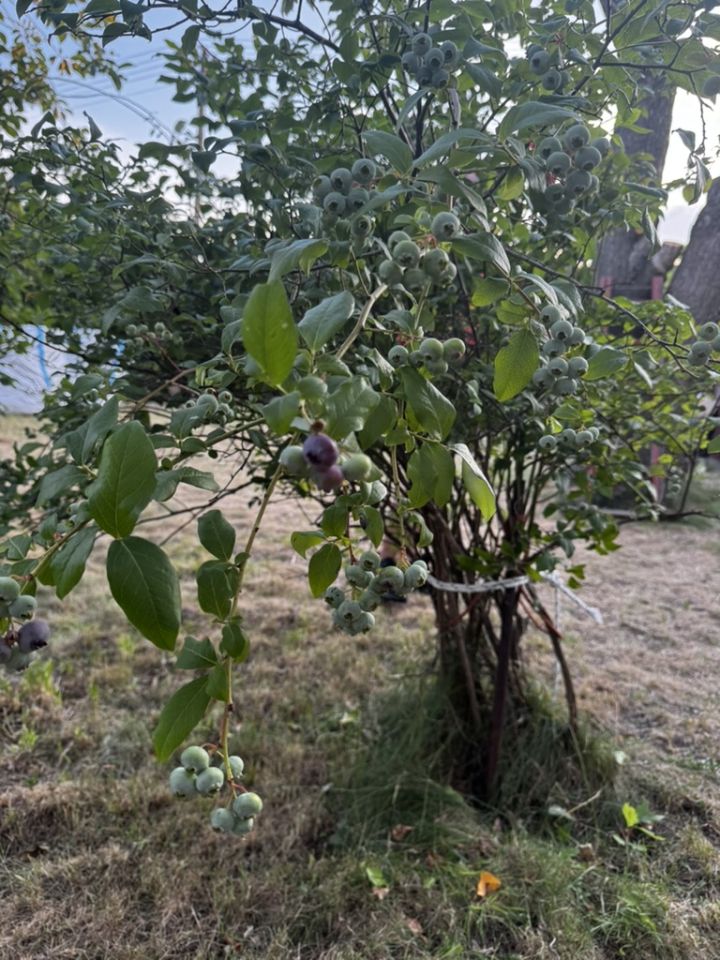 Działka rod Bielsko-Biała Hałcnów, ul. Marii i Bolesława Wysłouchów. Zdjęcie 4