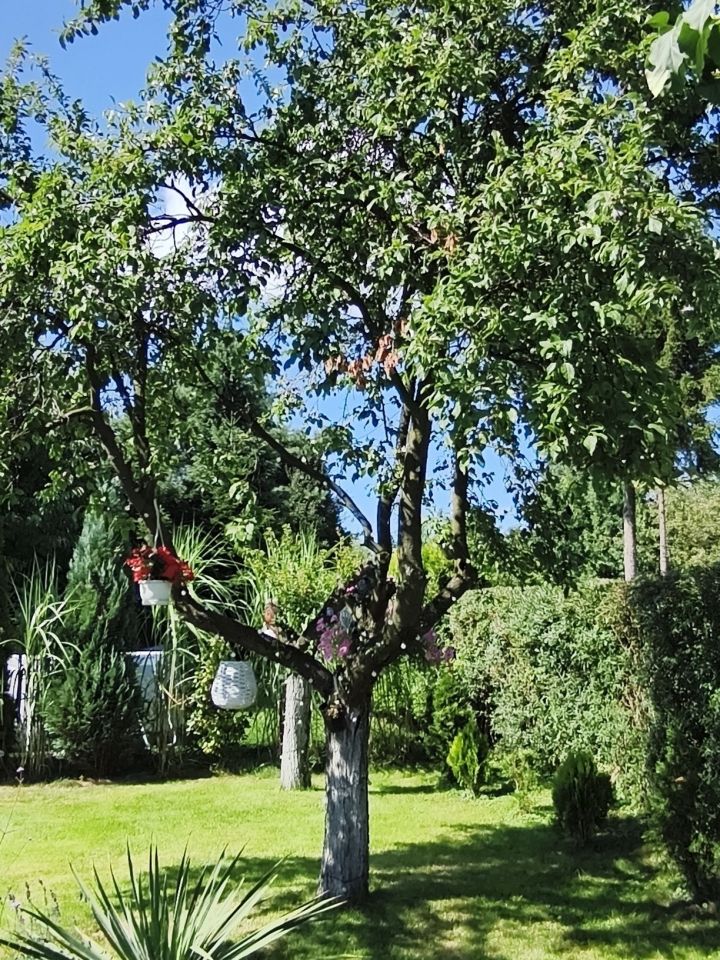 Działka rod Pszów. Zdjęcie 5