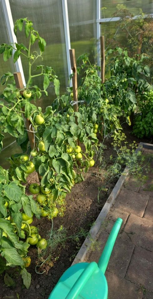 Działka rod Szamotuły, ul. Feliksa Nowowiejskiego. Zdjęcie 5