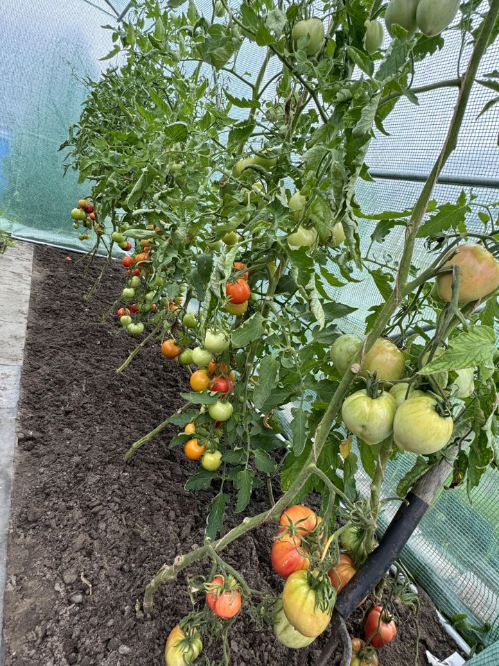 Działka rod Jeziórko Ustanówek, ul. Główna. Zdjęcie 8