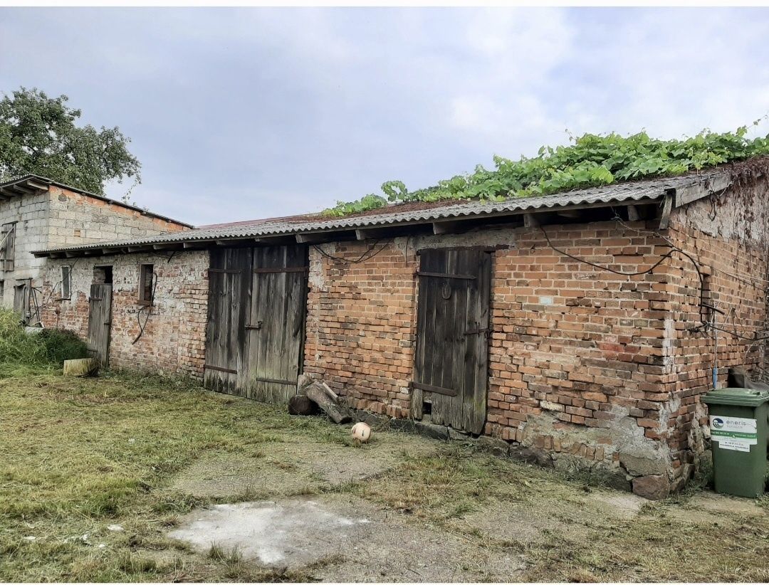 bliźniak Przybysław. Zdjęcie 2