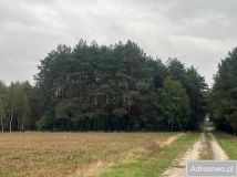 Działka leśna Zabłocie. Zdjęcie 3