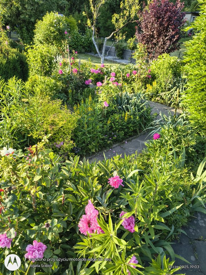 Działka rod Żary, ul. Pszenna. Zdjęcie 15