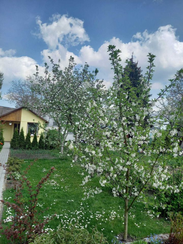 Działka rod Kalisz, ul. Gościnna. Zdjęcie 7