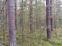 Działka leśna Korczów. Zdjęcie 1