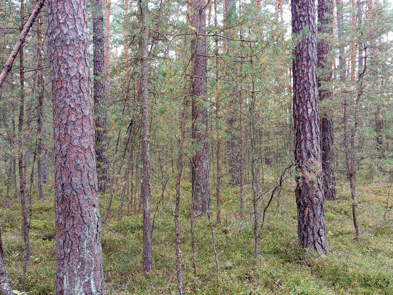 Działka leśna Korczów. Zdjęcie 2