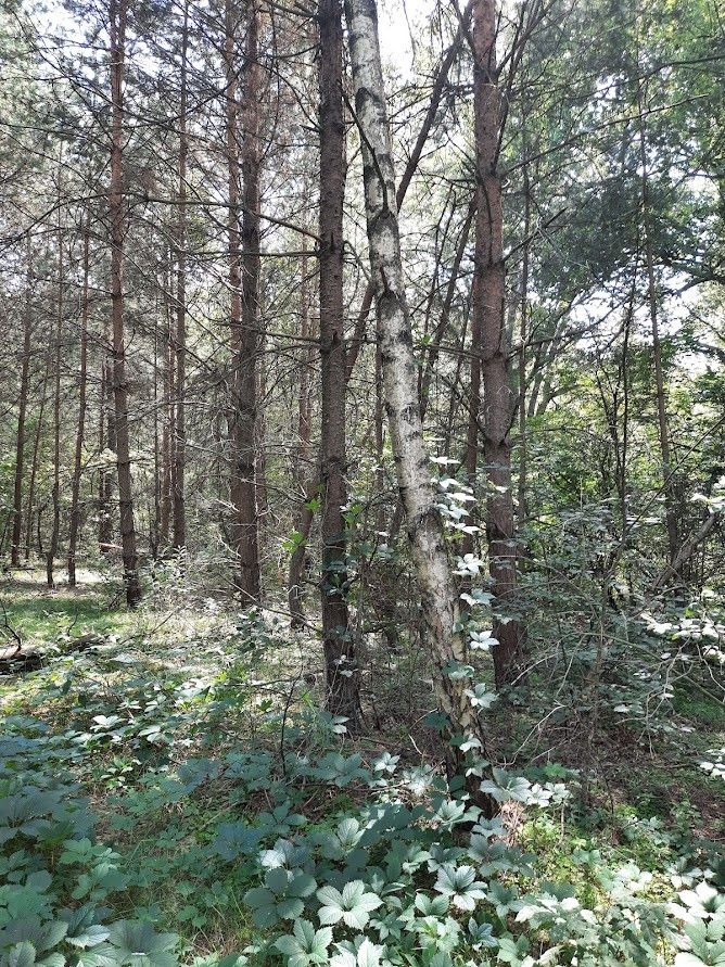 Działka leśna Żarki-Letnisko, ul. Jasna. Zdjęcie 8