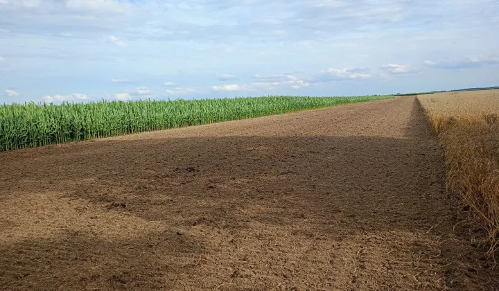 Działka rolna Czarkowo