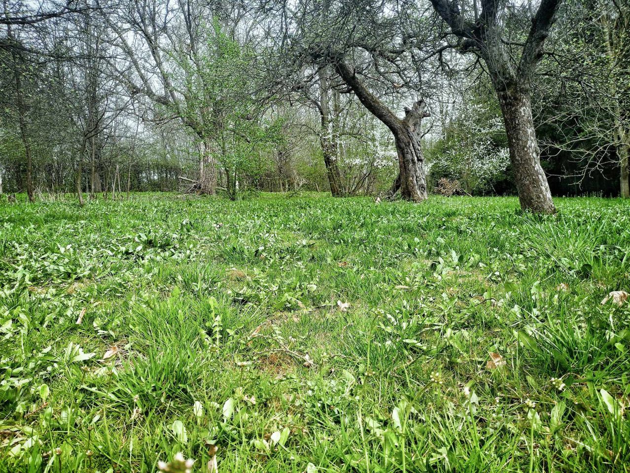 Działka budowlana Łańcut Przedmieście Górne, ul. Józefa Piłsudskiego. Zdjęcie 6