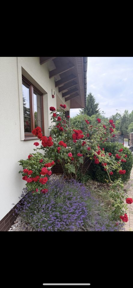 dom wolnostojący, 5 pokoi Koczargi Stare. Zdjęcie 3