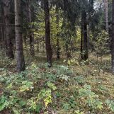 Działka leśna Bór. Zdjęcie 1