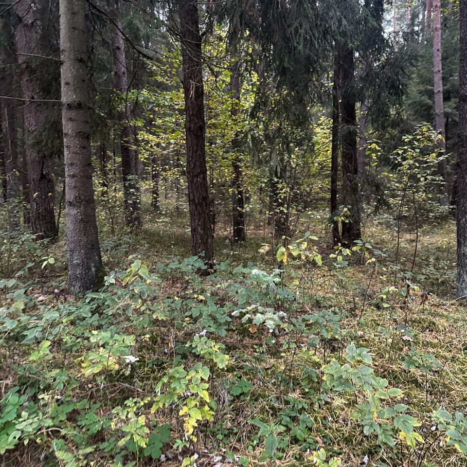 Działka leśna Bór. Zdjęcie 2