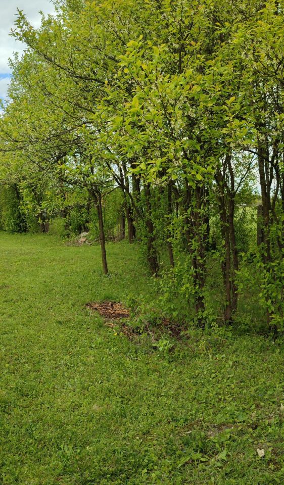 Działka rolno-budowlana Gruszczyn. Zdjęcie 6