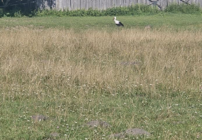 Działka budowlana Krawcowizna. Zdjęcie 2