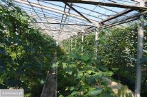 Działka rolna Antoniówka Świerżowska. Zdjęcie 3