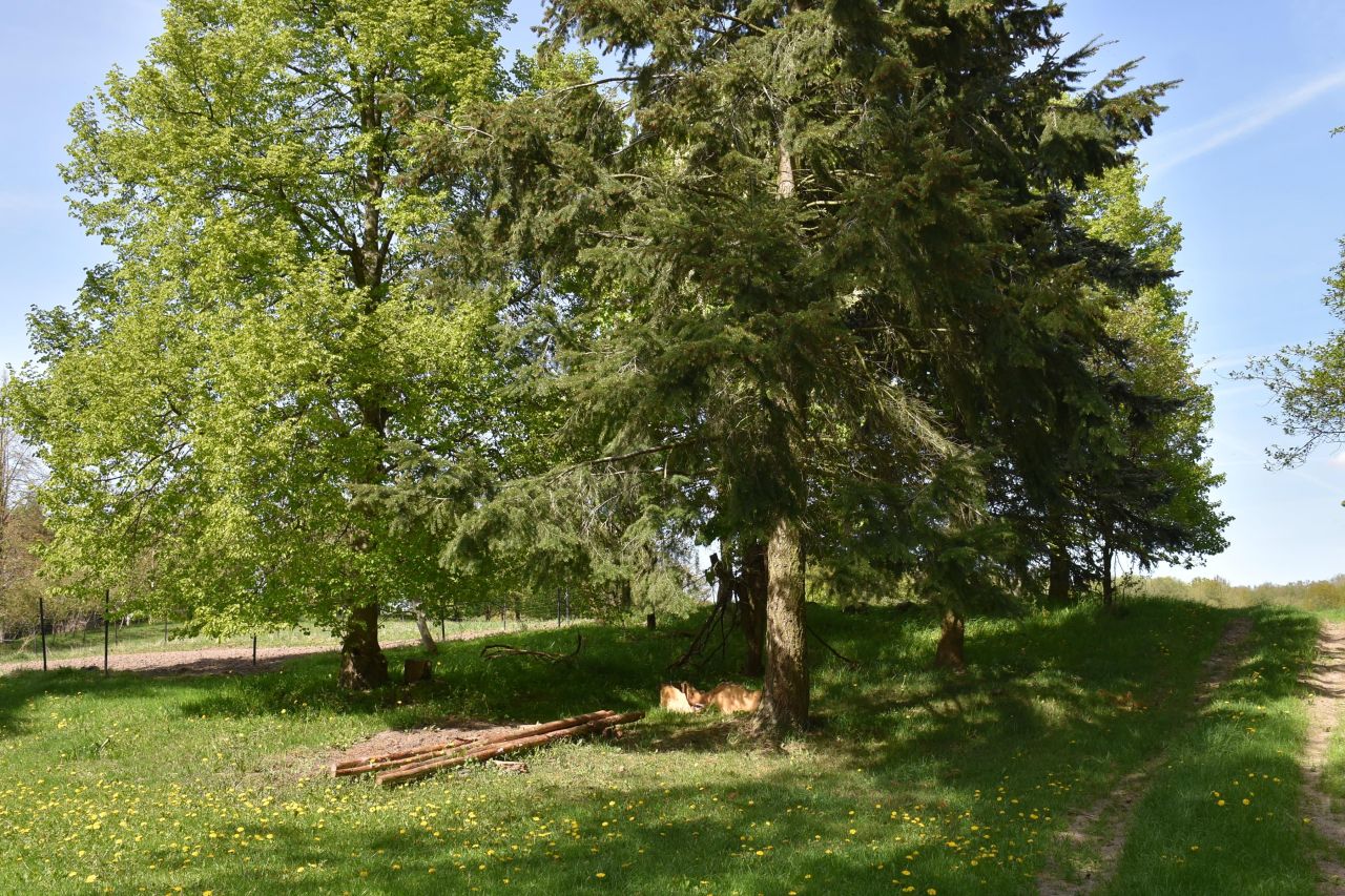 dom wolnostojący, 5 pokoi Ścienne. Zdjęcie 32