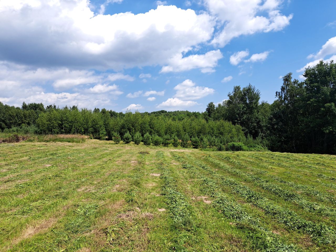 Działka rolno-budowlana Kolonia Gorzków. Zdjęcie 5