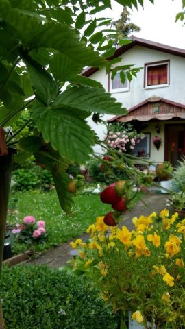 Działka rod Szczecin Krzekowo, ul. Modra. Zdjęcie 1