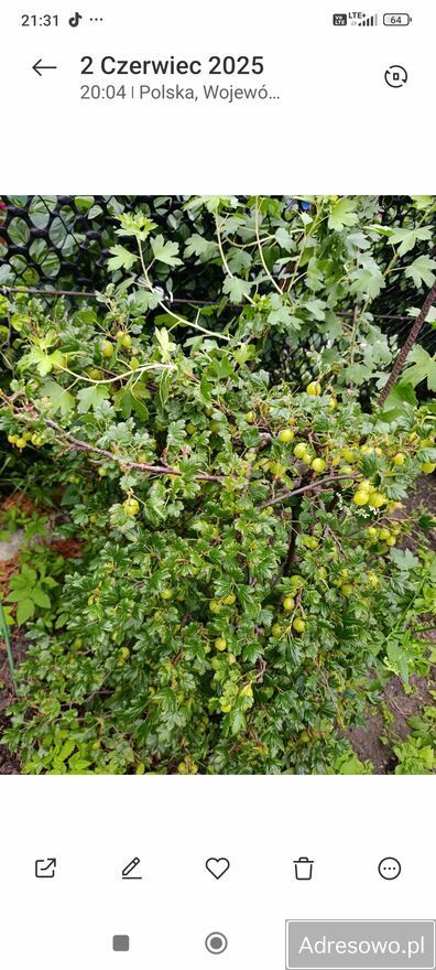 Działka rod Tarnobrzeg. Zdjęcie 7