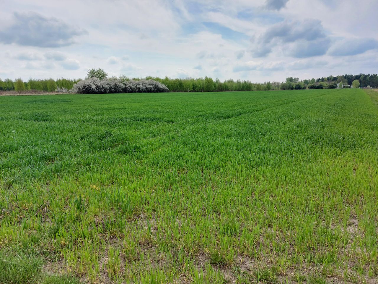 Działka rolna Cegielnia Psucka. Zdjęcie 2