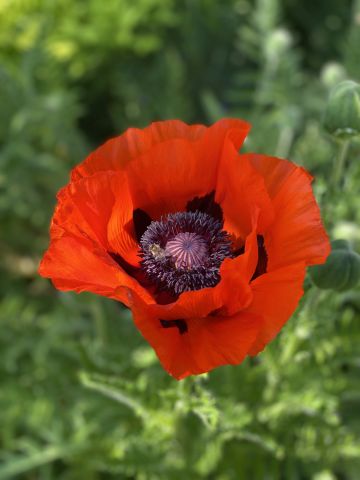 Działka rod Łódź Teofilów, Selerowa 25. Zdjęcie 17