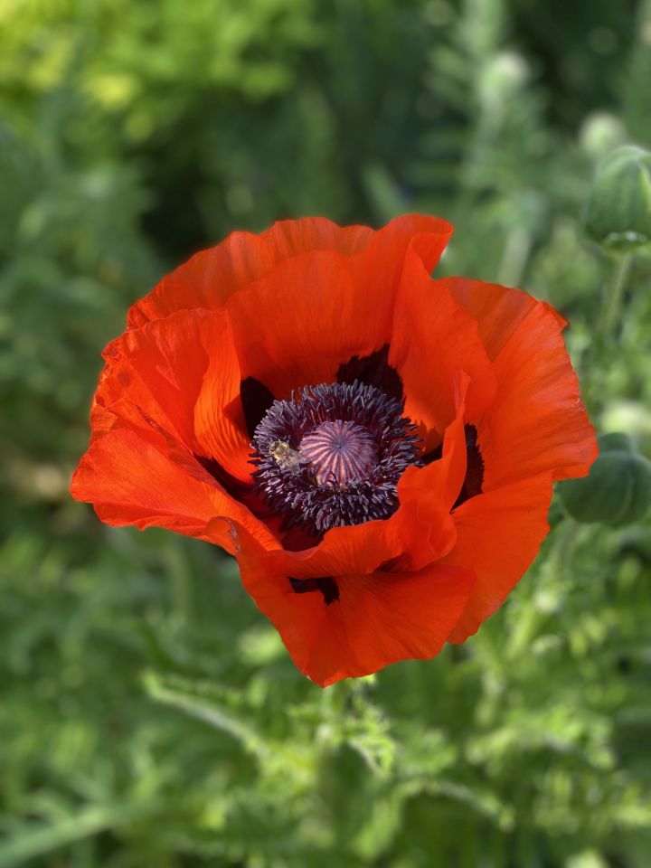 Działka rod Łódź Bałuty, ul. Hodowlana. Zdjęcie 9