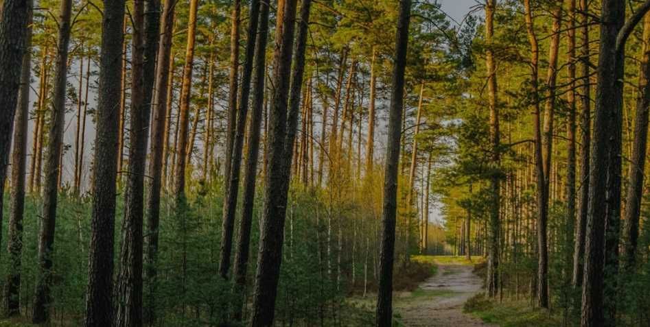 Działka leśna Czarnoty