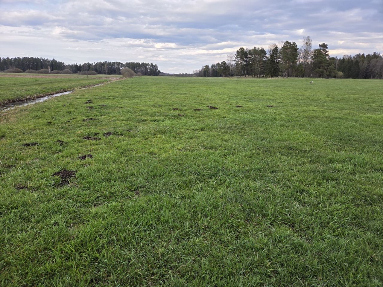 Działka rolna Skieblewo. Zdjęcie 1