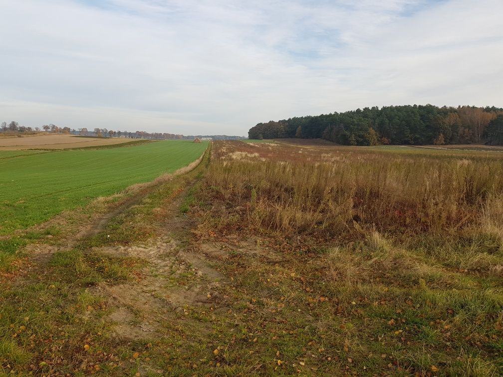 Działka inwestycyjna Komsin. Zdjęcie 4