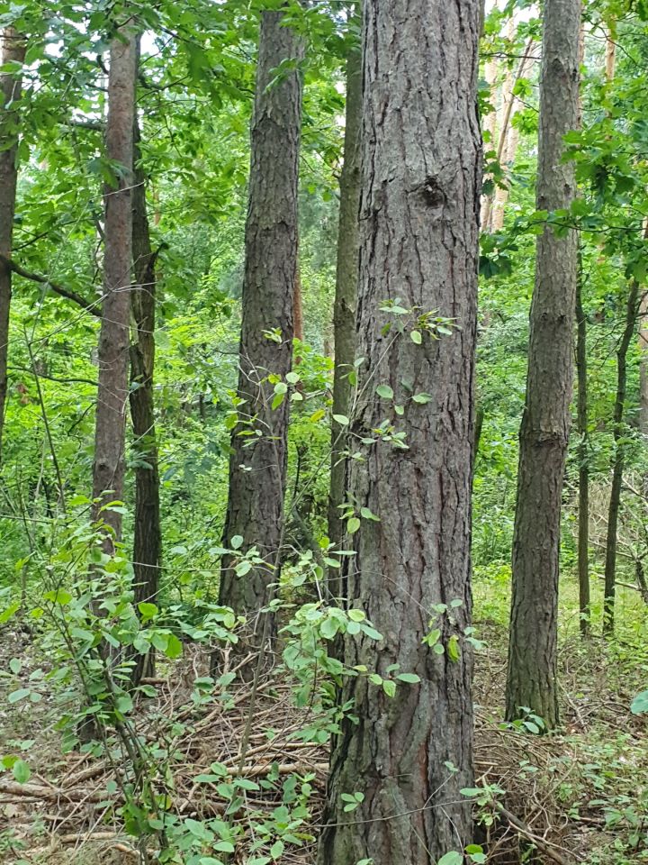 Działka rolno-budowlana Zosin. Zdjęcie 12