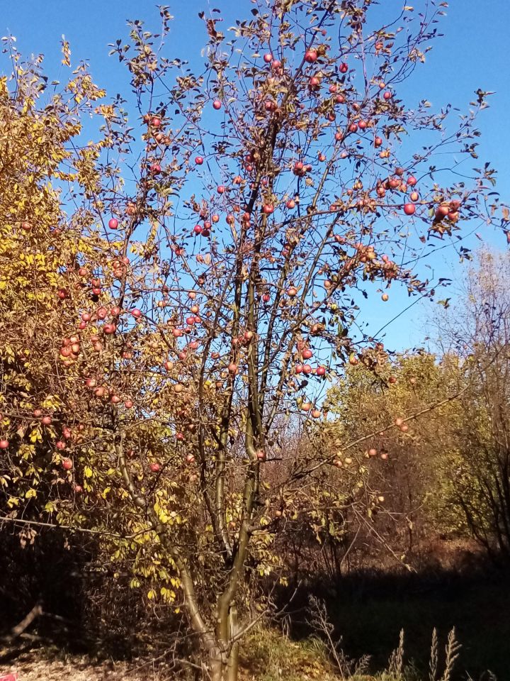 Działka budowlana Żarnów, ul. Leśna. Zdjęcie 2