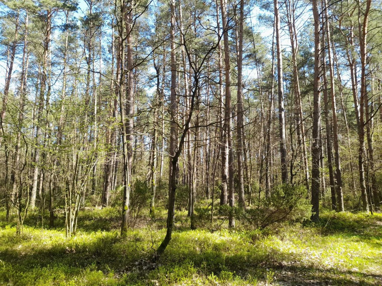 Działka leśna Lubowidz
