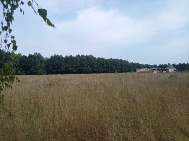 Działka budowlana Korzeniówka. Zdjęcie 11