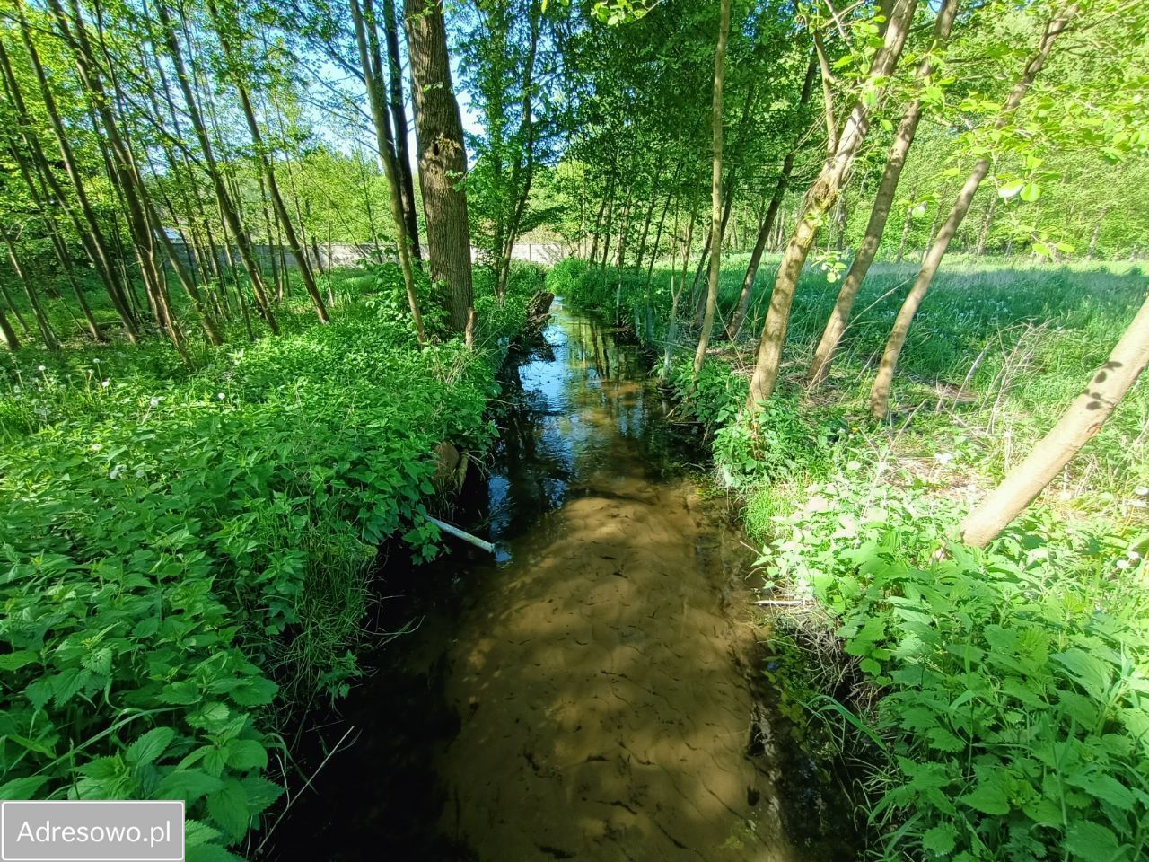 Działka Stara Wieś. Zdjęcie 10