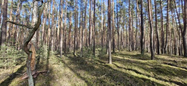 Działka siedliskowa Osiedle Wilga. Zdjęcie 3