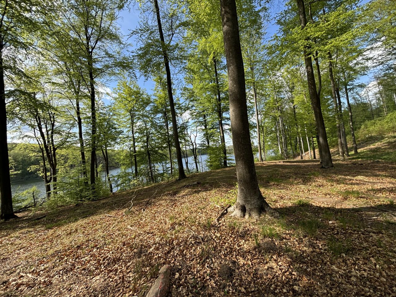 Działka rolna Rydzewo. Zdjęcie 12