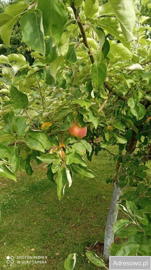 Działka rekreacyjna Słupsk. Zdjęcie 10