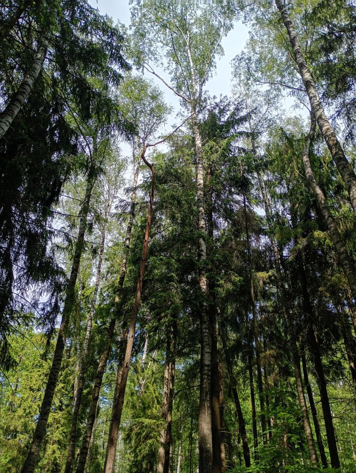 Działka rolna Płonne. Zdjęcie 7