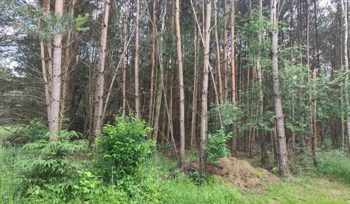 Działka rekreacyjna Ostrowy nad Okszą Zadworze, ul. Oleńki