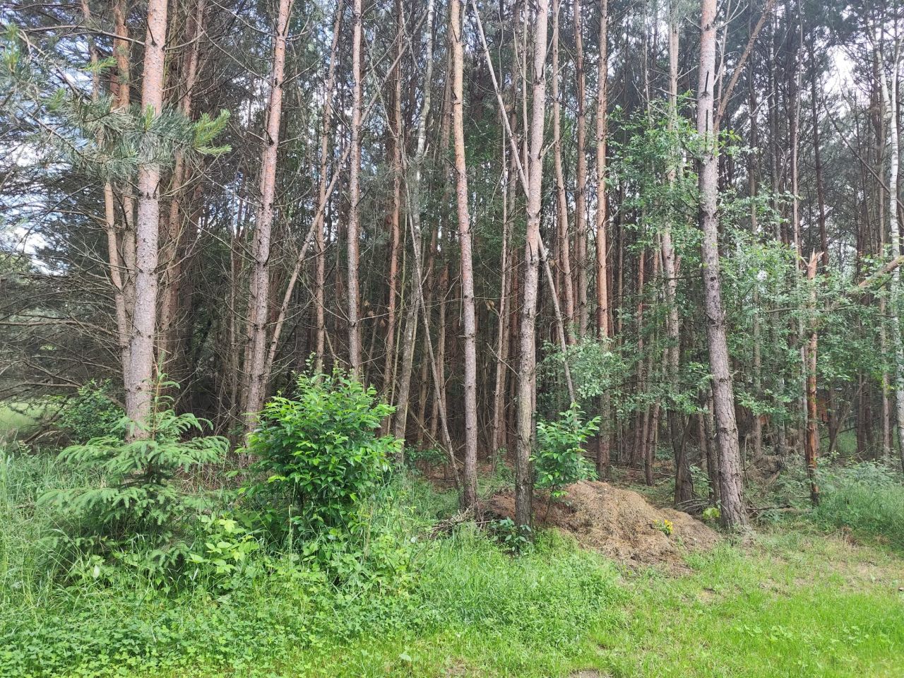 Działka rekreacyjna Ostrowy nad Okszą Zadworze, ul. Oleńki. Zdjęcie 1