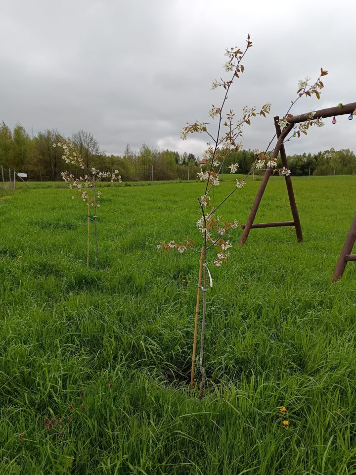 Działka budowlana Leleszki. Zdjęcie 12