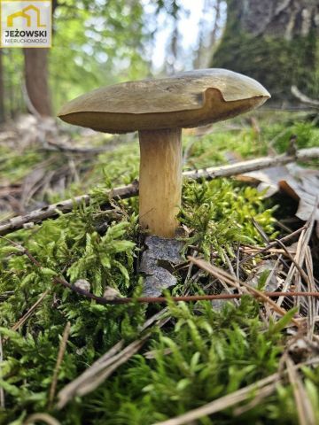 Działka rolna Nowosiółki. Zdjęcie 8