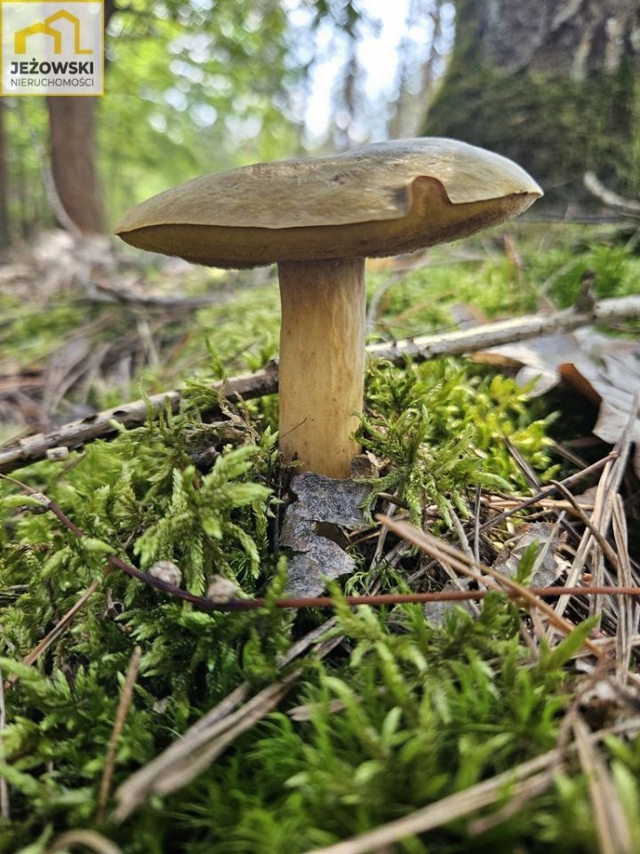 Działka rolna Nowosiółki. Zdjęcie 8