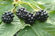 Działka rolna Baranówka. Zdjęcie 4